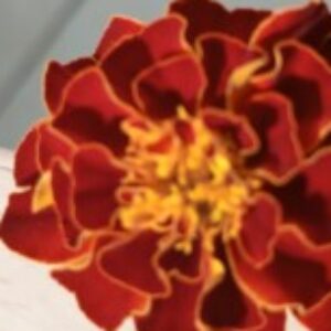 Profile photo of Jeremy Nyoike